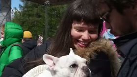 VIDEO Paradă de buldogi în scop caritabil pe covorul roșu